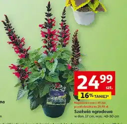 Auchan Szałwia w doniczce 17 cm oferta