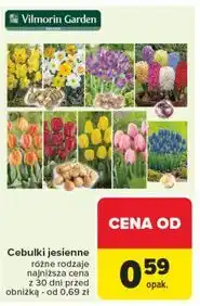 Carrefour Cebulki jesienne Vilmorin Garden oferta