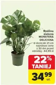 Carrefour Monstera deliciosa oferta