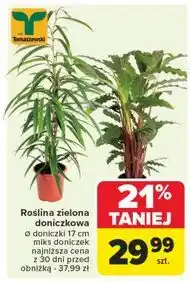 Carrefour Roślina zielona 17 cm oferta