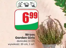 Dino Wrzos Garden Girls oferta