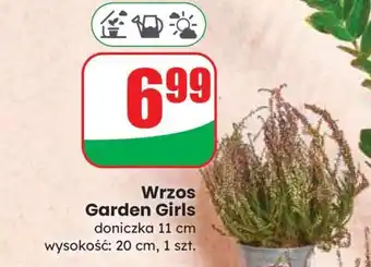 Dino Wrzos Garden Girls oferta