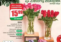 Dino Róże oferta