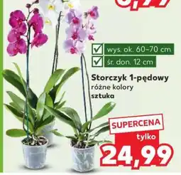 Kaufland Storczyk 1-pędowy oferta