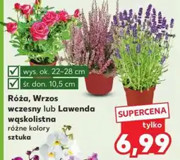 Kaufland Róża, Wrzos wczesny lub Lawenda wąskolistna oferta