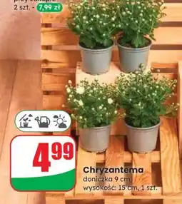 Dino Chryzantema oferta
