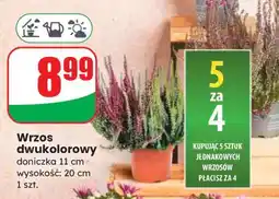 Dino Wrzos dwukolorowy oferta