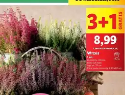 Lidl Wrzos oferta
