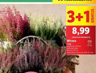 Lidl Wrzos oferta