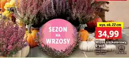 Lidl Wrzos trójkolorowy oferta