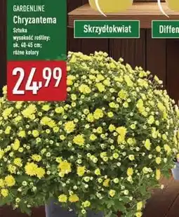 ALDI Chryzantema Gardenline oferta