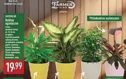 ALDI Figowiec Gardenline oferta