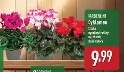 ALDI Cyklamen Gardenline oferta