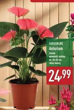 ALDI Anturium 12 cm Gardenline oferta