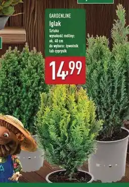 ALDI Iglak żywotnik Gardenline oferta