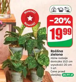 Dino Roślina zielona oferta