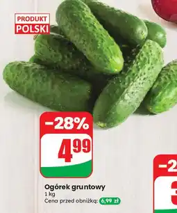 Dino Ogórek gruntowy polska oferta