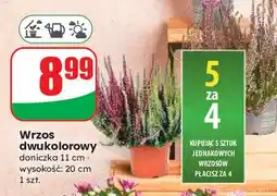 Dino Wrzos dwukolorowy oferta