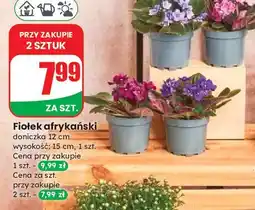 Dino Fiołek afrykański w donicy 12 cm oferta