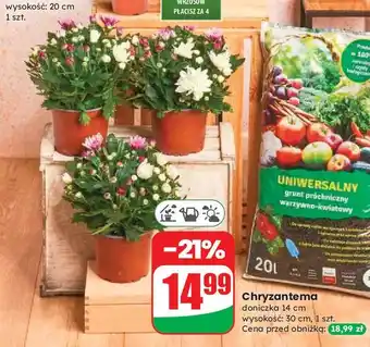 Dino Chryzantema oferta