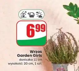 Dino Wrzos garden girls donica 11 cm oferta