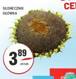 Sedal Słonecznik główka oferta