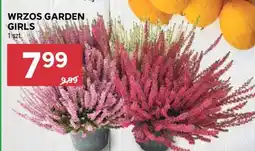 Stokrotka Market Wrzos Garden Girls oferta