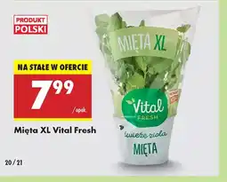 Biedronka Mięta XL Vital Fresh oferta