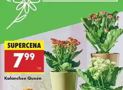 Biedronka Kalanchoe Queen oferta