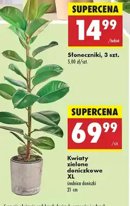 Biedronka Kwiaty zielone doniczkowe XL oferta
