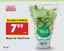 Biedronka Mięta XL w doniczce Vital Fresh oferta