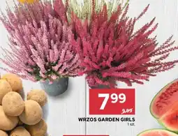 Stokrotka Wrzos Garden Girls oferta