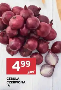 Stokrotka Cebula czerwona oferta