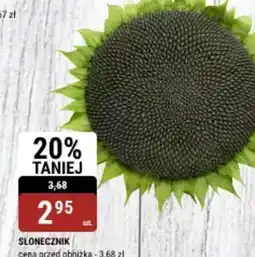 bi1 Słonecznik oferta