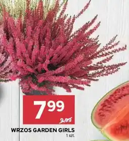 Stokrotka Market Wrzos Garden Girls oferta