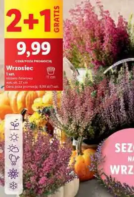 Lidl Wrzosiec oferta