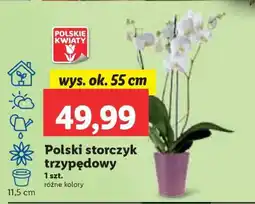 Lidl Polski storczyk trzypędowy oferta