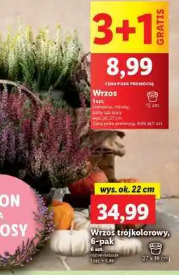 Lidl Wrzos oferta
