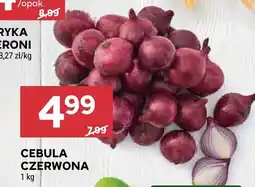 Stokrotka Cebula czerwona Stokrotka oferta