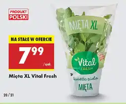 Biedronka Mięta XL Vital Fresh oferta