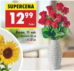 Biedronka Róża oferta
