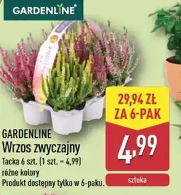 ALDI Wrzos zwyczajny Gardenline oferta