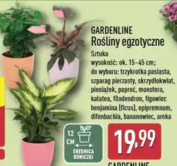 ALDI Rośliny egzotyczne Gardenline oferta