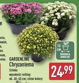ALDI Chryzantema Gardenline oferta