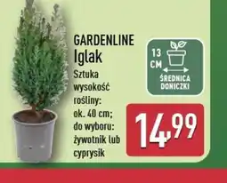 ALDI Iglak Gardenline oferta