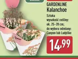 ALDI Gardenline Kalanchoe oferta