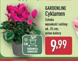 ALDI Gardenline Cyklamen oferta