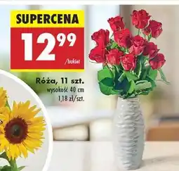 Biedronka Róża 11 szt oferta