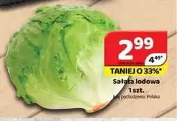 Delfin Sałata lodowa oferta