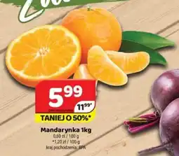 Delfin Mandarynka oferta